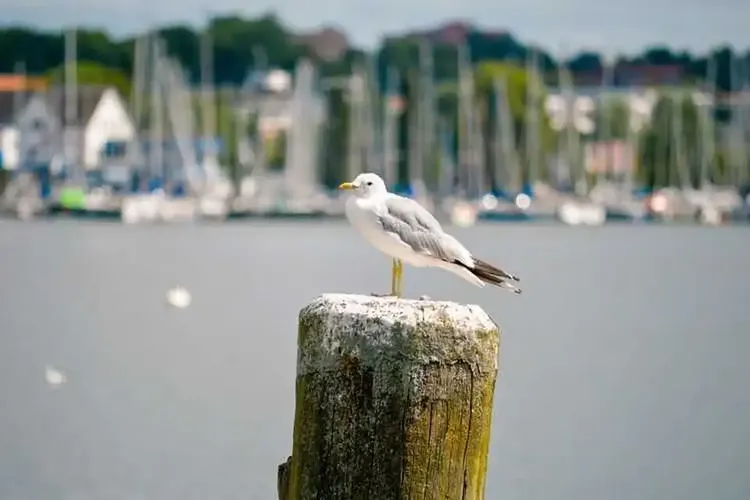 Hobbynutten Schleswig
